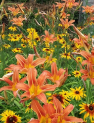 Продается дом Сумская, Сумский фото 4 Продается дом Сумская, Сумский фото 4