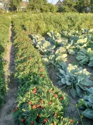 ��������� ��� ������� �����, ��������������, ������� ���� 5