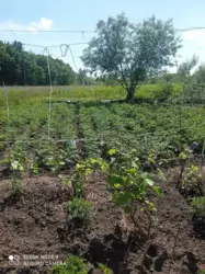 ��������� ��� �����, ����, �������, �������� ���� 4