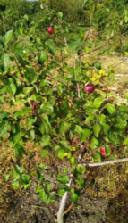 Продается дом Сумская, Сумский, Пушкаревка фото 6 Продается дом Сумская, Сумский, Пушкаревка фото 6