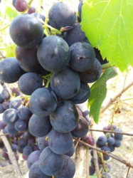 Продается дом Сумская, Сумский фото 5 Продается дом Сумская, Сумский фото 5