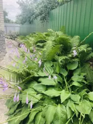 Продается дом вул. І Багряного / р-н Тимірязівка, Сумы, Сумская, Ковпаковский фото 4 Продается дом вул. І Багряного / р-н Тимірязівка, Сумы, Сумская, Ковпаковский фото 4