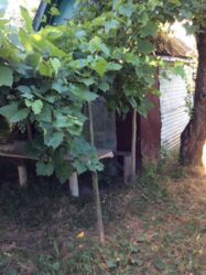 Дача Химгородок фото 4 Дача Химгородок фото 4