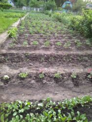 Дача Старое село фото 7 Дача Старое село фото 7