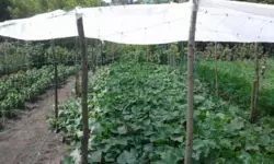 Продается дом Сумская, Сумы, Ковпаковский, Тополянська фото 5 Продается дом Сумская, Сумы, Ковпаковский, Тополянська фото 5