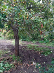 Продается дом Сумская, Сумский фото 6 Продается дом Сумская, Сумский фото 6