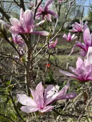 Продается дом Сумская, Сумы, Ковпаковский, Білопільський шлях с/т Фрунзенець фото 13 Продается дом Сумская, Сумы, Ковпаковский, Білопільський шлях с/т Фрунзенець фото 13