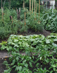 Продается дом Сумская, Сумы, Заречный фото 9 Продается дом Сумская, Сумы, Заречный фото 9