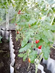 Продается дом Старое село, Сумский, Сумская фото 3 Продается дом Старое село, Сумский, Сумская фото 3