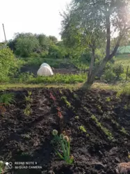 дача на Баранівці фото 10 дача на Баранівці фото 10