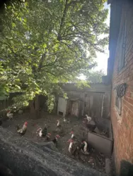 Продается дом / Старе село, Красное, Сумский, Сумская фото 2 Продается дом / Старе село, Красное, Сумский, Сумская фото 2