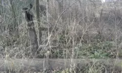 Продается дом Білопільський шлях с/т Фрунзенець, Сумы, Сумская, Ковпаковский фото 7 Продается дом Білопільський шлях с/т Фрунзенець, Сумы, Сумская, Ковпаковский фото 7