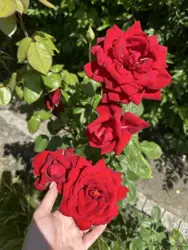 Продается дом Сумская, Сумы, Ковпаковский, Білопільський шлях с/т Фрунзенець фото 5 Продается дом Сумская, Сумы, Ковпаковский, Білопільський шлях с/т Фрунзенець фото 5