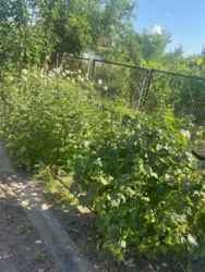 Продается дом с/т Олдиш, Сумы, Сумская, Заречный фото 3 Продается дом с/т Олдиш, Сумы, Сумская, Заречный фото 3