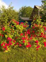 Продается дом Сумская, Сумы фото 3 Продается дом Сумская, Сумы фото 3