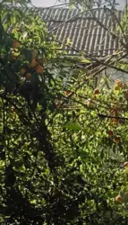 Продается дом Сумская, Сумы, Ковпаковский, р-н центрального ринку фото 8 Продается дом Сумская, Сумы, Ковпаковский, р-н центрального ринку фото 8