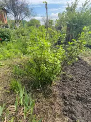 Продается дом с/т Барвінок за Аеропортом, Сумы, Сумская, Заречный фото 1 Продается дом с/т Барвінок за Аеропортом, Сумы, Сумская, Заречный фото 1