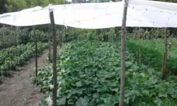 Дача на Тополі фото 5 Дача на Тополі фото 5