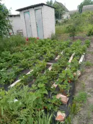   , , , -86, / , .10  4