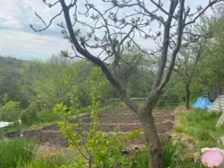 Продается дом с/т Барвінок за Аеропортом, Сумы, Сумская, Заречный фото 6 Продается дом с/т Барвінок за Аеропортом, Сумы, Сумская, Заречный фото 6