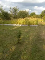 Продается дом Сумская, Сумский, Новоселица, станція Маяк с/т Хімік-2 фото 8 Продается дом Сумская, Сумский, Новоселица, станція Маяк с/т Хімік-2 фото 8