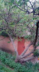 Продается дом Сумская, Сумы, Ковпаковский фото 6 Продается дом Сумская, Сумы, Ковпаковский фото 6