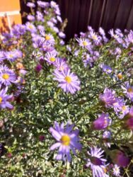 Продается дом Сумская, Сумы, Роменська вул. фото 12 Продается дом Сумская, Сумы, Роменська вул. фото 12