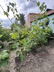 Продается дом Сумская, Сумы, Заречный, Кринична фото 4 Продается дом Сумская, Сумы, Заречный, Кринична фото 4