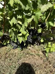 ��������� ��� �. ������ ϳ����, ����, �������, ������������ ���� 3