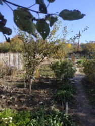 Продается дом Сумская, Сумы, Заречный, Р. Корсакова фото 2 Продается дом Сумская, Сумы, Заречный, Р. Корсакова фото 2