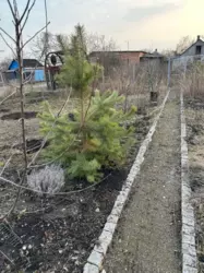 Продается дом Сумская, Сумы, Ковпаковский, Білопільський шлях с/т Фрунзенець фото 2 Продается дом Сумская, Сумы, Ковпаковский, Білопільський шлях с/т Фрунзенець фото 2