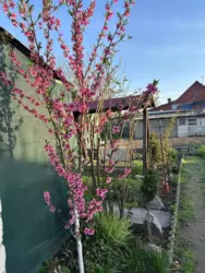 Продается дом Баранівка, Липняк, Сумский, Сумская фото 19 Продается дом Баранівка, Липняк, Сумский, Сумская фото 19