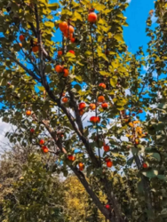 Продается дом Сумская, Сумы фото 2 Продается дом Сумская, Сумы фото 2