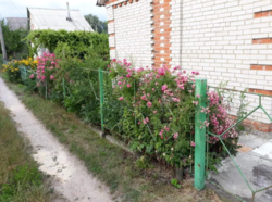 Продается дом Сумская, Сумы, Барановка фото 7 Продается дом Сумская, Сумы, Барановка фото 7