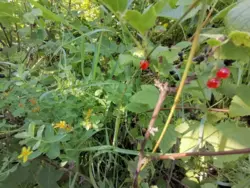 Продается дом с/т Будівельник-2, Сумы, Сумская фото 7 Продается дом с/т Будівельник-2, Сумы, Сумская фото 7