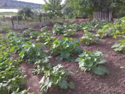 Продается дом Сумская, Сумы, Рибгосп, с/т Будівельник фото 2 Продается дом Сумская, Сумы, Рибгосп, с/т Будівельник фото 2