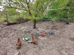 Продается дом Сумская, Сумский, Постольное фото 4 Продается дом Сумская, Сумский, Постольное фото 4