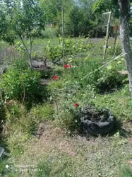 ��������� ��� �����, ����, �������, �������� ���� 2