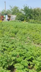 Продается дом с/т Олдиш, Сумы, Сумская, Заречный фото 5 Продается дом с/т Олдиш, Сумы, Сумская, Заречный фото 5