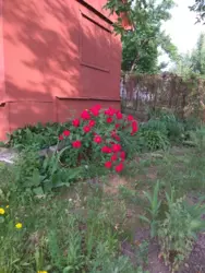 Продается дом Сумская, Сумы, Рибгосп, с/т Будівельник фото 1 Продается дом Сумская, Сумы, Рибгосп, с/т Будівельник фото 1