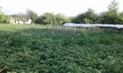 Дача на Тополі фото 3 Дача на Тополі фото 3