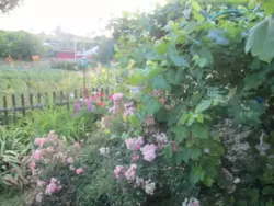 Продается дом Сумская, Сумы, Ковпаковский, Тополянська, 126/1 фото 7 Продается дом Сумская, Сумы, Ковпаковский, Тополянська, 126/1 фото 7