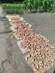 Продается дом Чисті пруди с/т Колосок, Сумы, Сумская, Заречный фото 2 Продается дом Чисті пруди с/т Колосок, Сумы, Сумская, Заречный фото 2