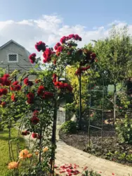 Продается дом Сумская, Сумы, Ковпаковский, за Косівщиною фото 1 Продается дом Сумская, Сумы, Ковпаковский, за Косівщиною фото 1