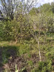 Продается дом Сумская, Сумы, Заречный, Олдиш, с/т Гумовик-86 фото 4 Продается дом Сумская, Сумы, Заречный, Олдиш, с/т Гумовик-86 фото 4