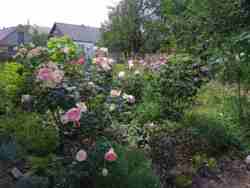 Продається добротний будинок в Черняхові. фото 6 Продається добротний будинок в Черняхові. фото 6