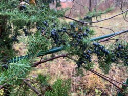 Продам дачу у Житомирі, Соколовський масив. фото 8 Продам дачу у Житомирі, Соколовський масив. фото 8