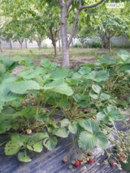 ��������� ��� ������������ (����������), ��������������, ��������� ���� 20