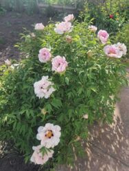 ��������� ��� ������������ (����������), ��������������, ����� ���� 2