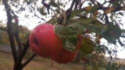 ��������� ��� ������������ (����������), ��������������, ���������� ���� 11